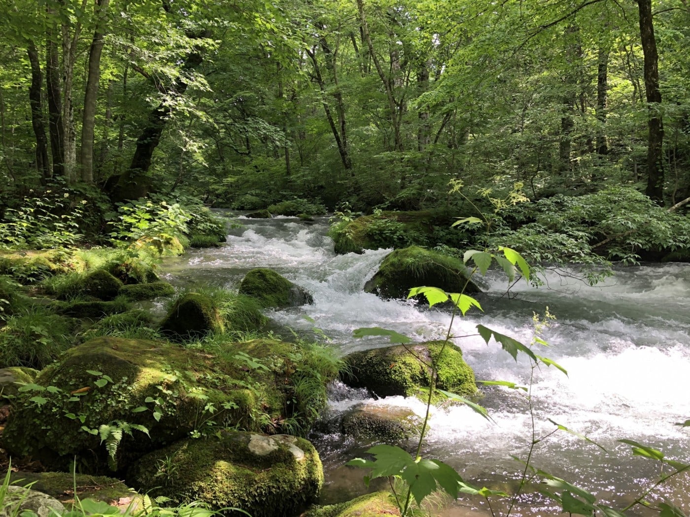 奥入瀬渓流 奥入瀬渓流