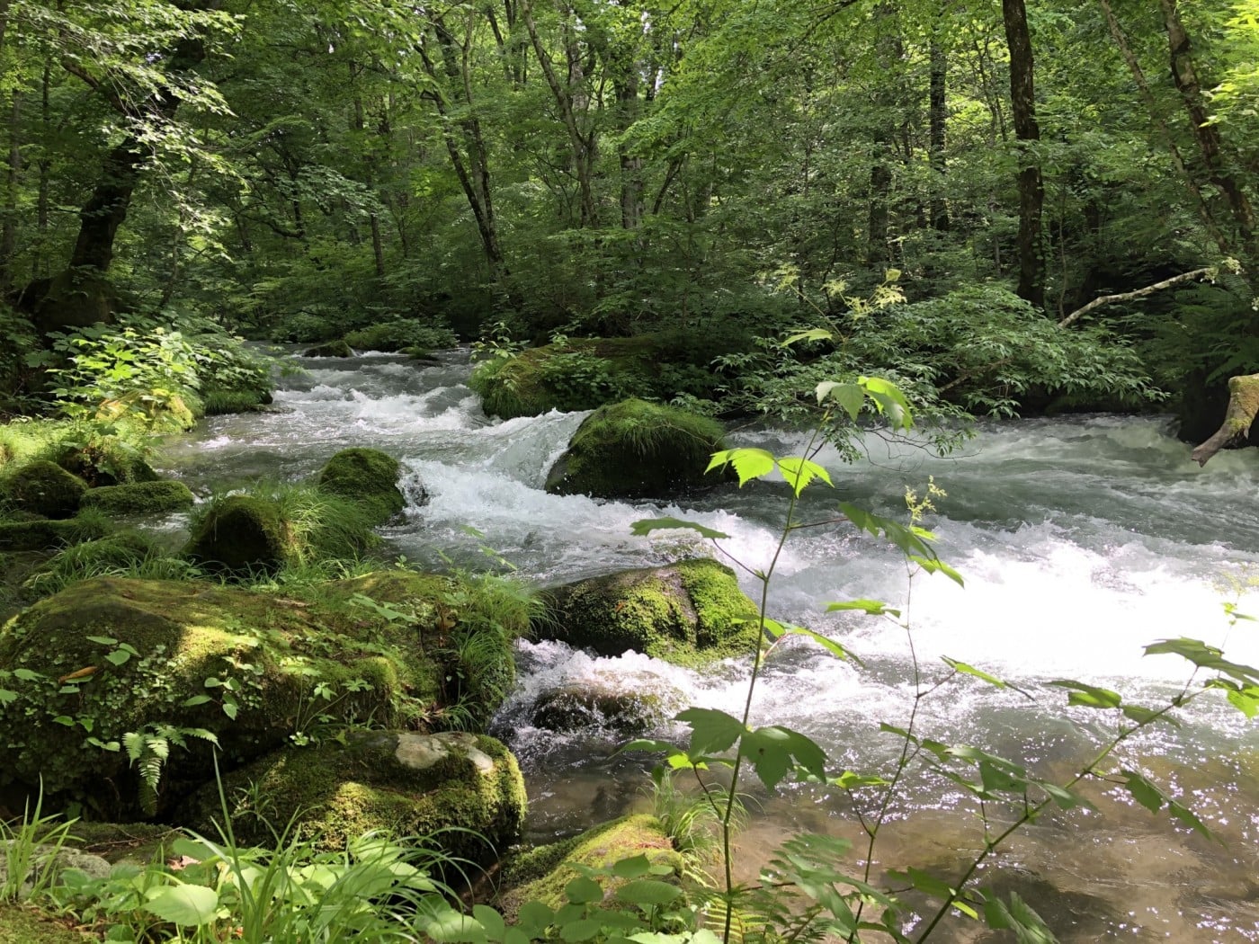 奥入瀬渓流阿修羅の流れ 奥入瀬渓流阿修羅の流れ